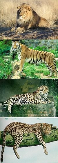 Top to bottom: Lion, Tiger, Jaguar, and Leopard