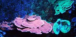 Stony corals, Scleractinia