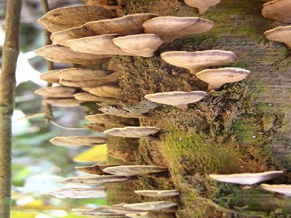 File:Fungi in Borneo.jpg