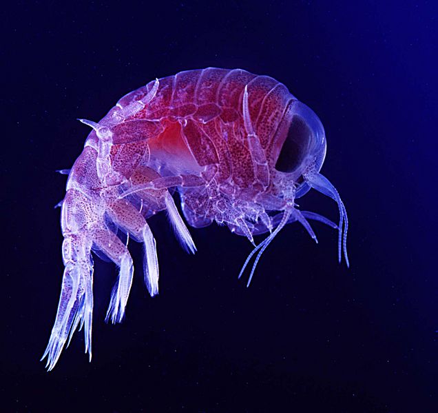 File:Hyperia.jpg