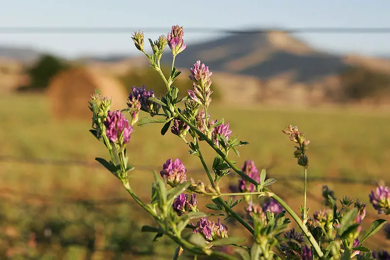 File:Lucerne flowers.jpg