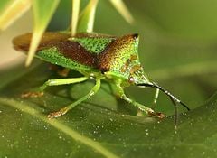 Acanthosoma haemorrhoidale, a shield bug