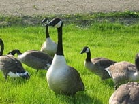 A group of Canada geese