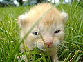 Thumbnail for version as of 22:31, 16 July 2007