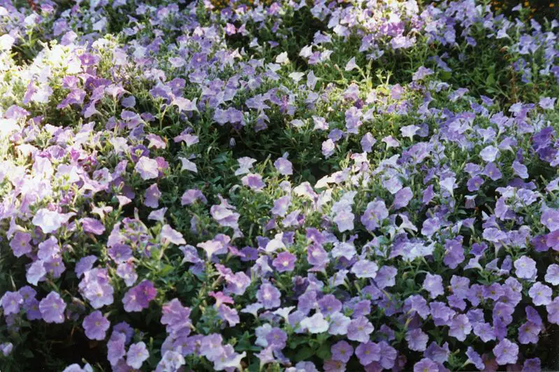 File:Flowers around Seoul.jpg