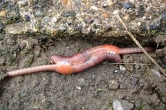 Mating earthworms
