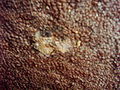 Thumbnail for version as of 00:05, 10 January 2007