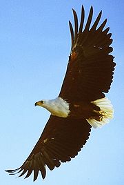 African fish eagle flying cropped.jpg