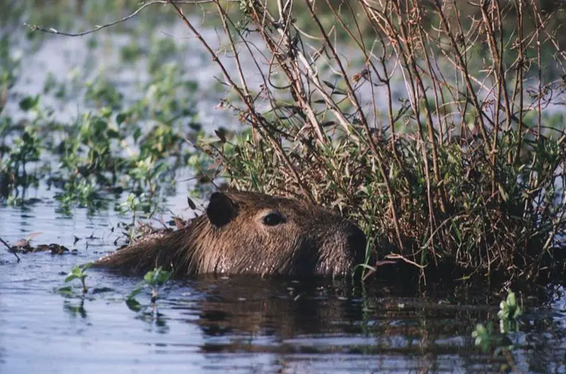 File:Carpincho (Hydrochoerus hydrochaeris) Iberá.jpg