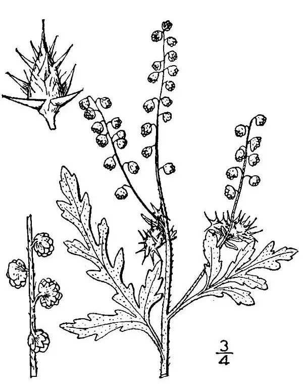 Ragweed - New World Encyclopedia