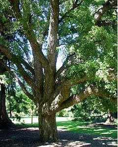 Cork Oak in Christchurch botanic gardens