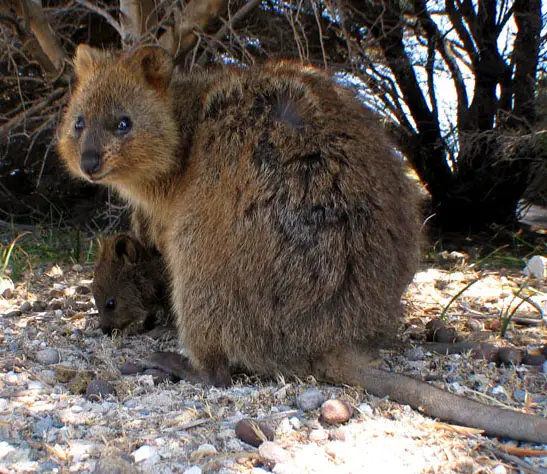 Kunka Insect Macropod - New World Encyclopedia