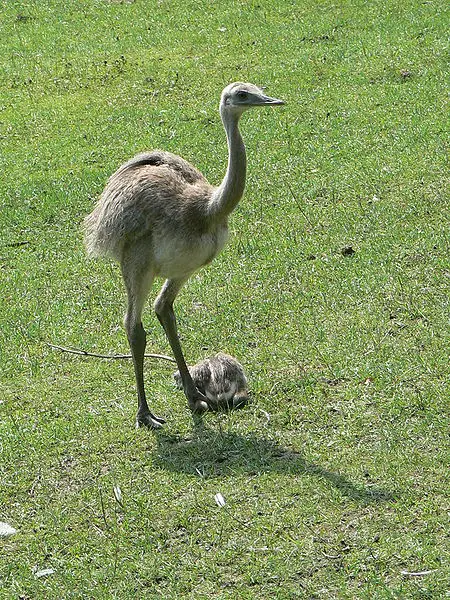Rhea (bird) - New World Encyclopedia