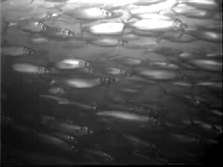 Underwater video (looping) of a school of Atlantic herring Clupea harengus on its migration to their spawning grounds in the Baltic Sea