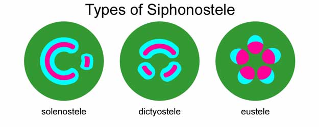 Three basic types of protostele