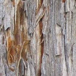 Coast redwood bark.jpg