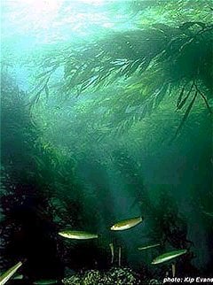 Californian kelp forest