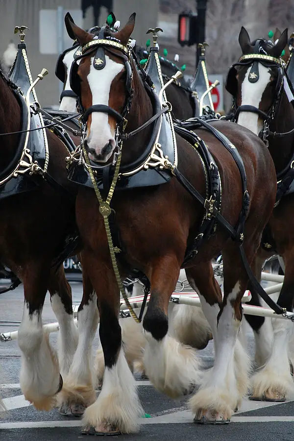 Horse - New World Encyclopedia