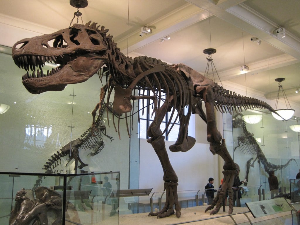 Tyrannosaurus AMNH 5027.jpg