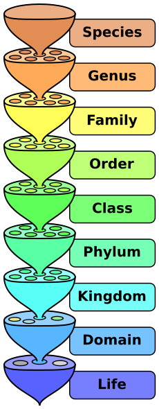 The hierarchy of scientific classification's major eight taxonomic ranks. Intermediate minor rankings are not shown.