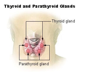 Illu thyroid parathyroid.jpg