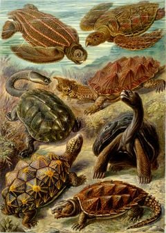Turtle - New World Encyclopedia