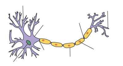 Neuron-no labels.png