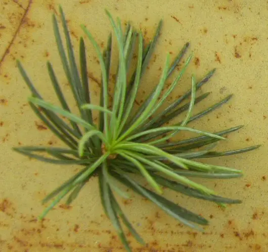 Cedar New World Encyclopedia