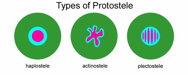 Three basic types of protostele