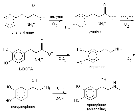 Biosynthesis of neurotransmitters and hormones from phenylalanine