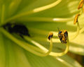 Thumbnail for version as of 12:52, 14 June 2007