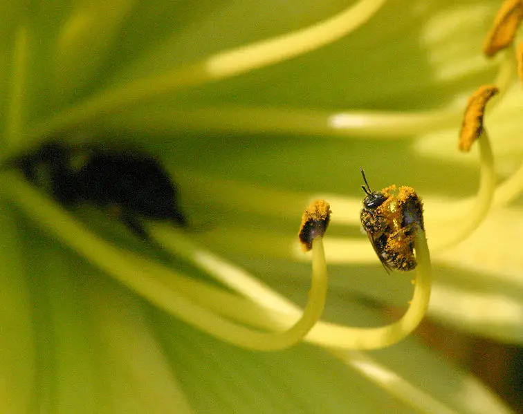File:Bee scale 8948.JPG