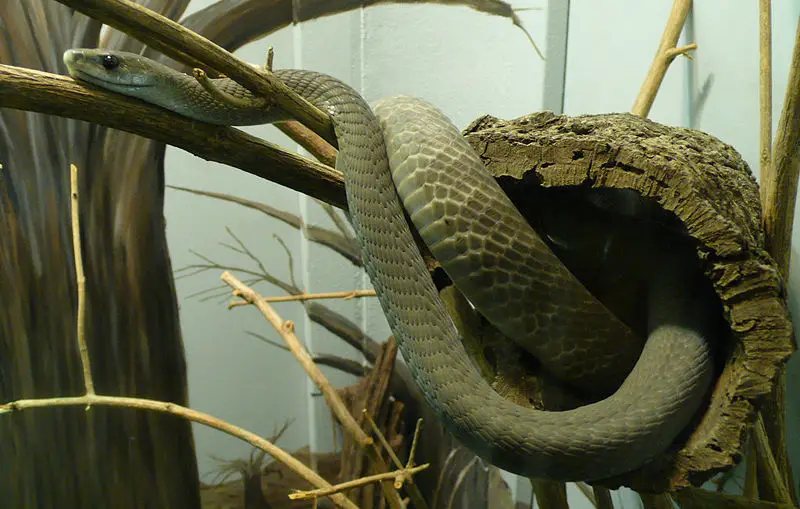 File:Black mamba.jpg