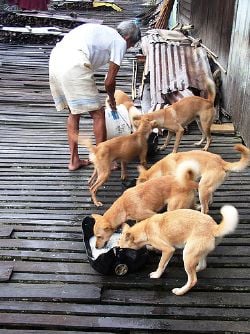 Dingoes feeding on human handouts in Borneo