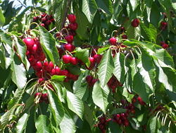Cherries in an orchard in Summerland, British Columbia