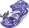 Thumbnail for version as of 20:43, 23 November 2007