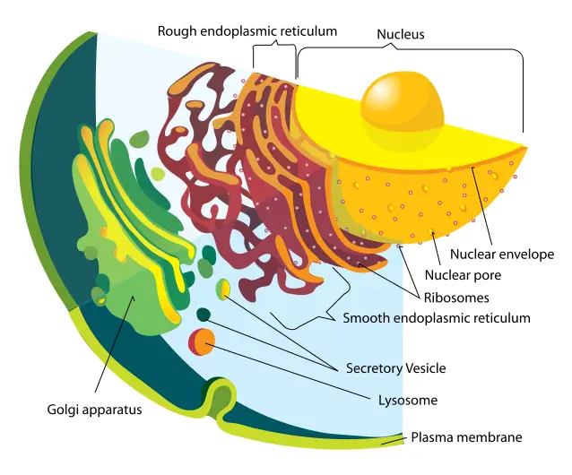 File:Endomembrane system diagram.svg