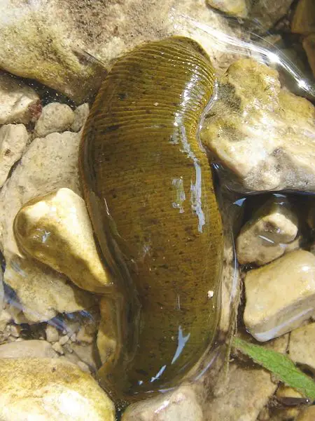 File:Leech blutegel.jpg