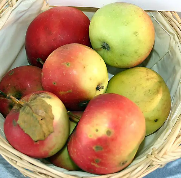 File:Malus-Jonathan.jpg