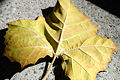 Thumbnail for version as of 23:22, 1 May 2006