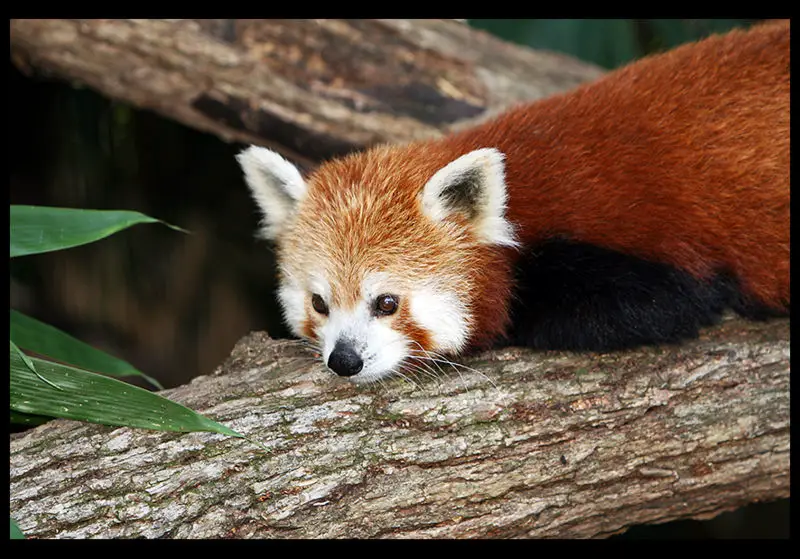 File:Red panda national zoo.jpg