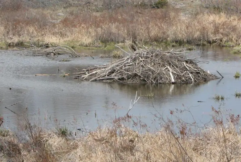 File:Beaverlodge.JPG