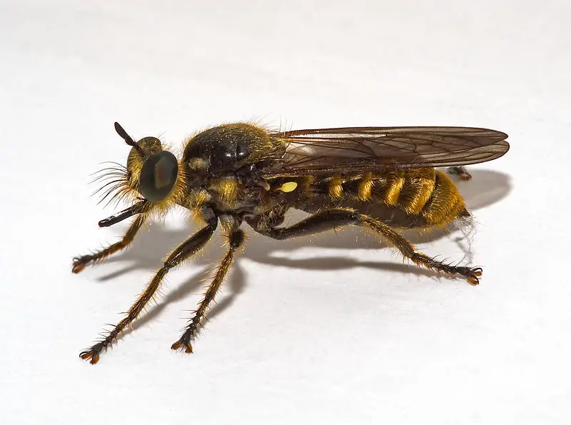 File:Choerades fimbriata01.jpg