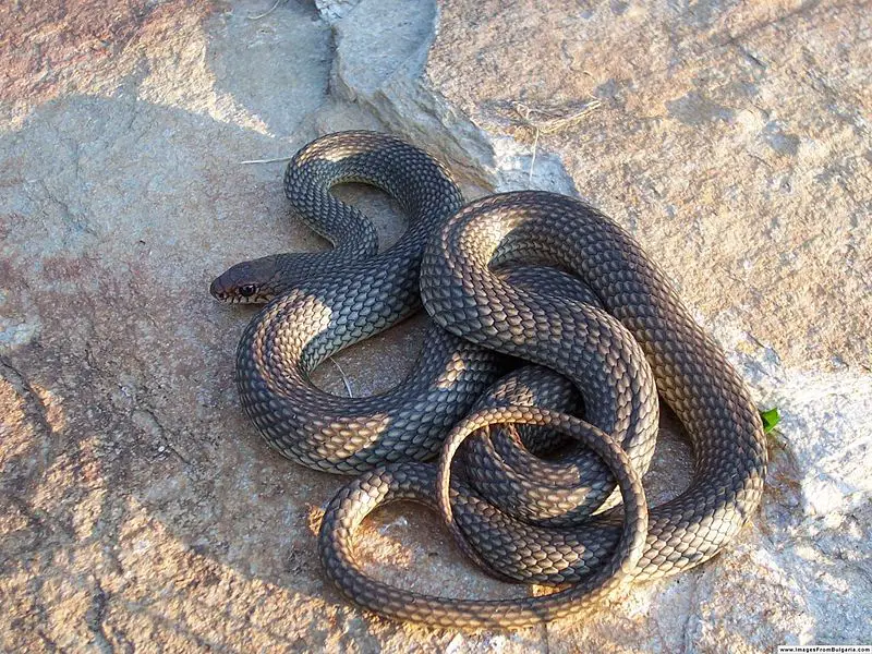 File:Coluber caspius.jpg