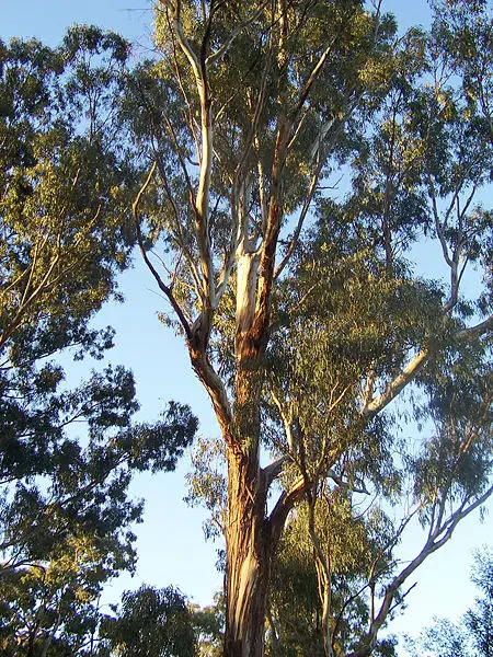 File:Eucalyptus tree.jpg