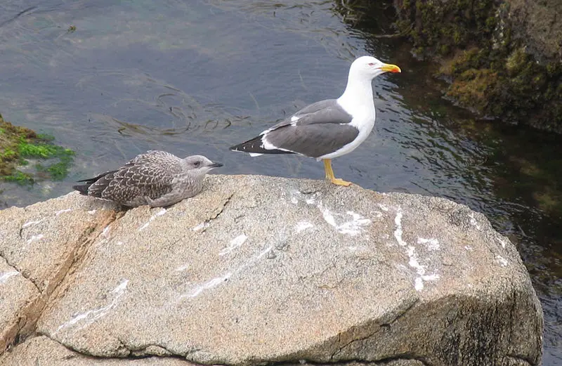 File:Goeland adulte et juvénile.jpg