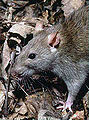 Thumbnail for version as of 12:36, 2 February 2007