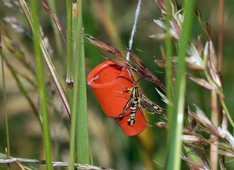 File:Sesiidae Pheromon fg01.jpg