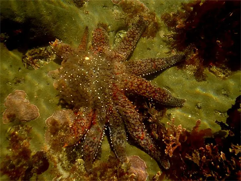File:Starfishmissinglegsn2.jpg
