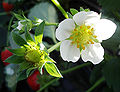 Thumbnail for version as of 17:27, 20 July 2007